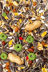 Loros cotorras mix
